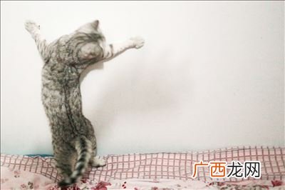 捕风捉影打一动物,隐踪是什么意思？