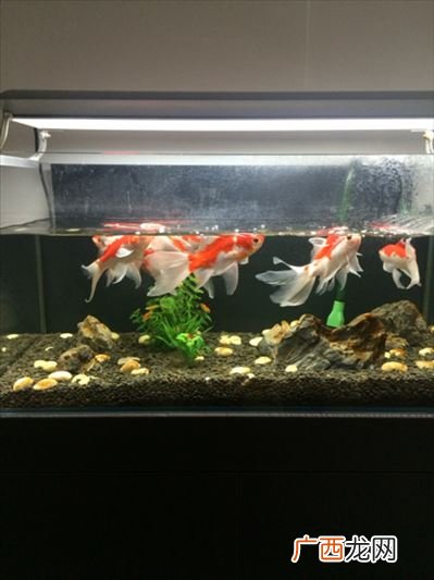 桶装纯净水可以养鱼吗,养斗鱼用什么矿泉水水最好？