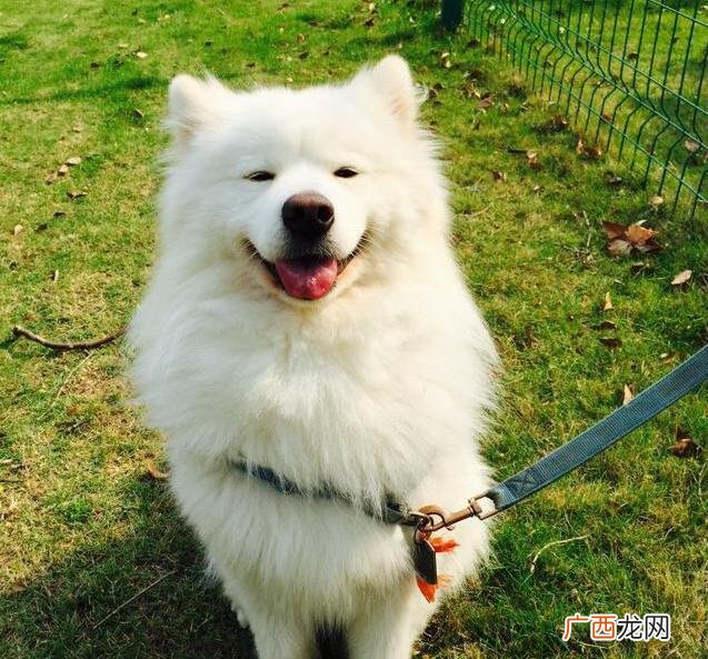 大冬天萨摩耶掉毛很厉害为什么,为什么柴犬和萨摩耶掉毛那么厉害。？