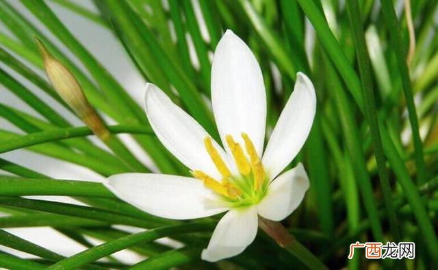 葱兰是什么植物,葱兰和兰花的区别？