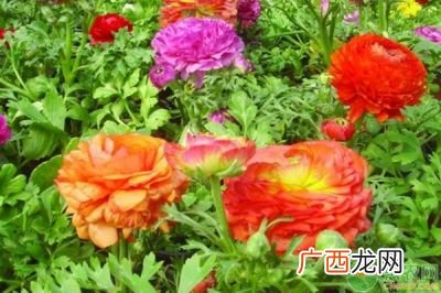牡丹花苗种植方法,牡丹的种植方法？