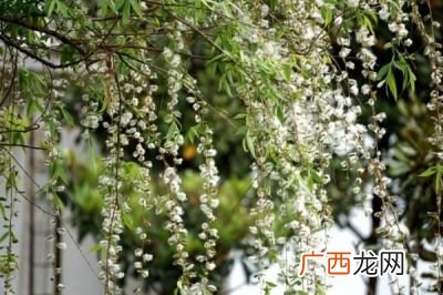不似天涯卷起杨似雪花哪个朝代?,不似天涯卷起杨花似情花出自？