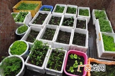 泡沫箱种菜有毒吗,泡沫箱种菜有毒吗？