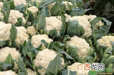 花菜是怎样种植的什么时间种植,60天花菜什么时间播种？