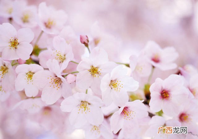 樱花是什么味道,樱花为什么有臭味？