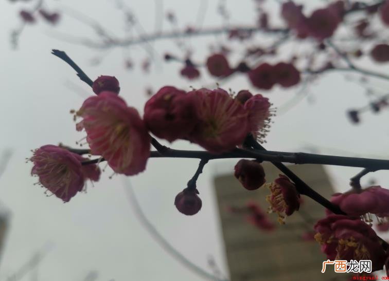 白玉堂前一树梅下一句是什么