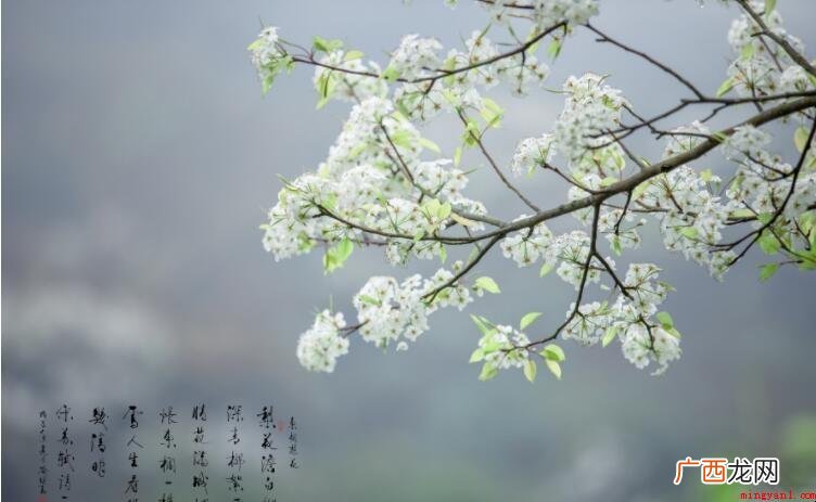 《东栏梨花》译文是什么