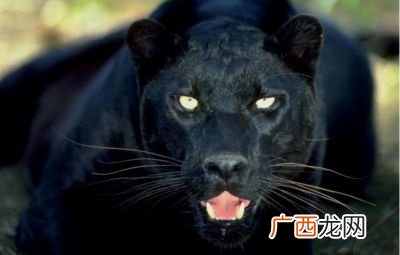泰山黑豹能吸进肺吗,黑豹和其他豹的区别？