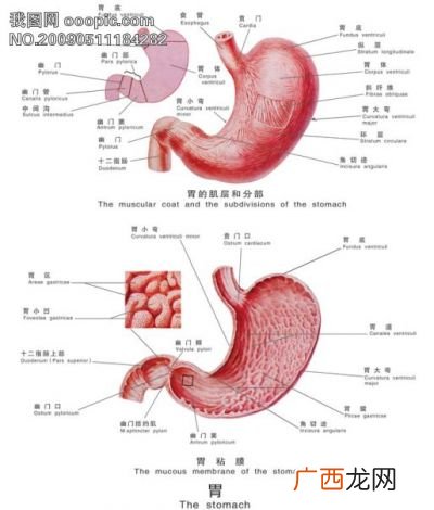 胃在哪里位置,胃在什么地方？