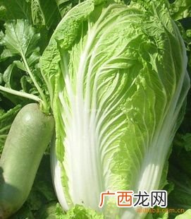 黄白菜是什么菜,白菜黄菜什么意思？