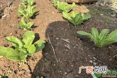大白菜种植时间和方法,白菜种植时间和方法表格？