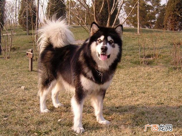 阿拉斯加犬怎么训练,如何提起阿拉斯加的胃口？