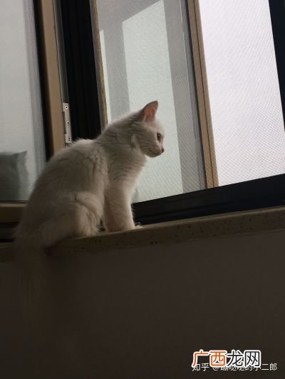 猫走丢了怎么找,猫丢在集市上怎么才能找到？