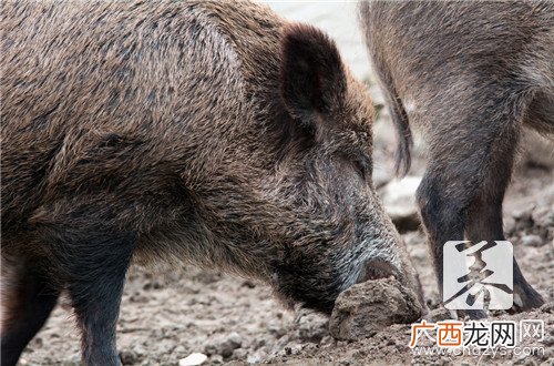 猪脸肉怎么弄好吃,猪脸怎么做最好吃？