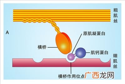 横桥是哪种蛋白的一部分,简述肌丝滑行的基本过程？