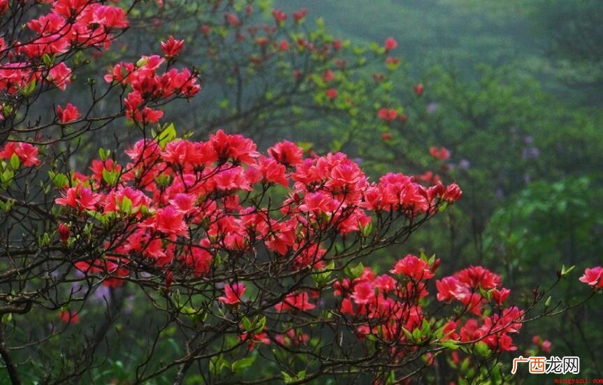 杜鹃花一年开几回花_家居频道 杜鹃花一年开几次花