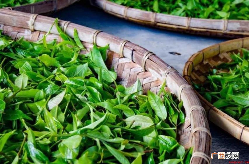 雨花茶研制时代是什么? 雨花茶创制年代是什么