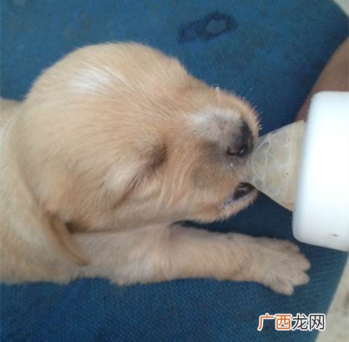 狗狗不拉屎怎么办,狗狗两天都没拉粑粑了,还怎么办?