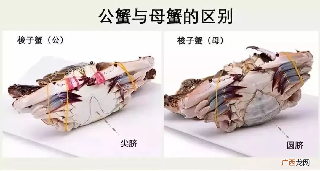 公蟹和母蟹的区别,公蟹与母蟹的不同之处？