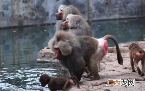 狒狒和猩猩哪个是猴科动物,狒狒猩猩猴子区别？