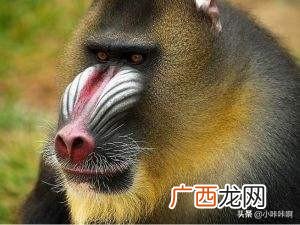 狒狒和猩猩哪个是猴科动物,狒狒猩猩猴子区别？