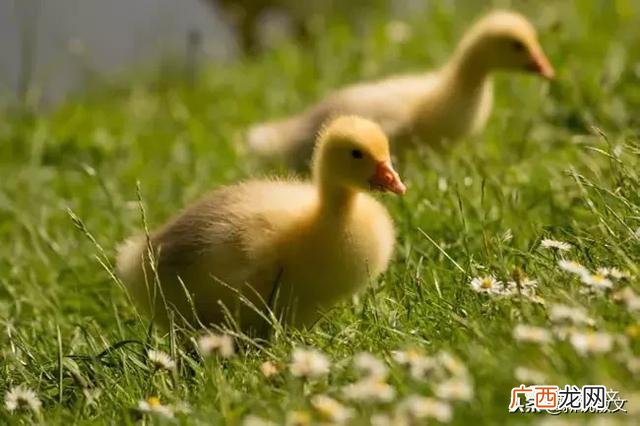 小鸭子的养殖法,怎样把鸭子养好？