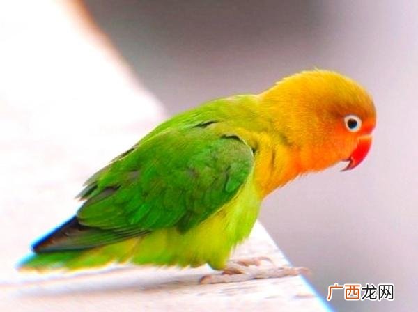 牡丹鹦鹉有哪些品种,最贵的牡丹鹦鹉？