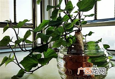 地瓜怎么种植盆栽,红署,如何种植?