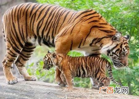 属虎几月出生好,2022年哪几个月属上山虎？