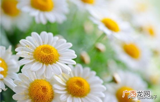 菊花代表什么,菊花的象征意义？