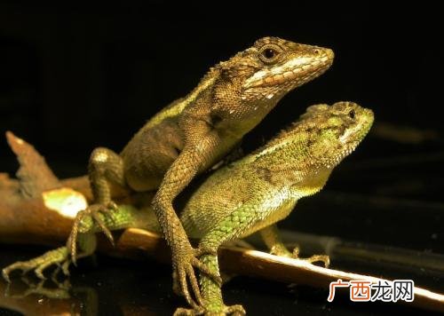 五爪金龙蜥蜴能吃吗,撒哈拉沙漠有什么危险动物？