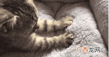 猫为什么踩奶,猫咪一直踩奶怎么回事？
