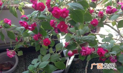 水梅花怎么养,水梅花能水培吗？