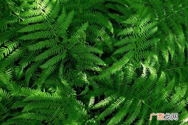 那些植物属于孢子植物,孢子是什么？那些植物会产生孢子？乔木和灌木会吗？