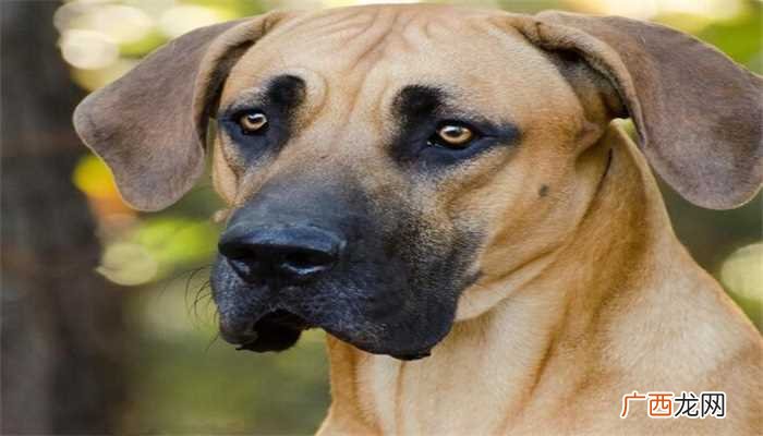 梦见狗咬死猫