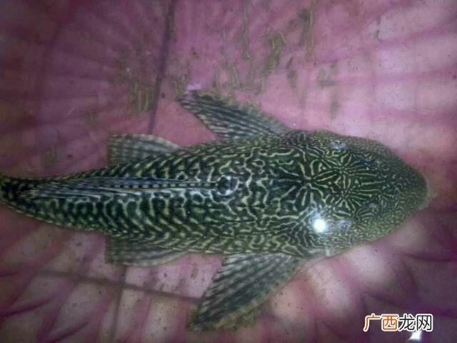 什么鱼能吃水池里的绿苔,什么鱼清理绿苔最好？