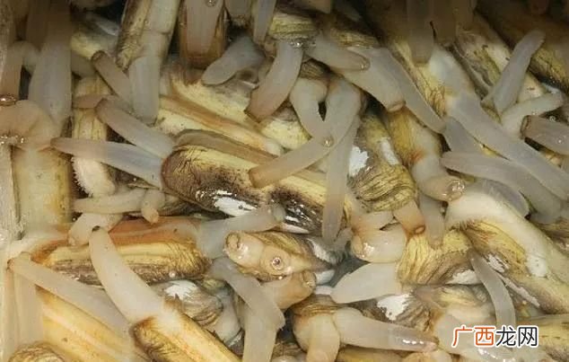 海蛏需要去除内脏吗,干竹蛏的清理与做法？