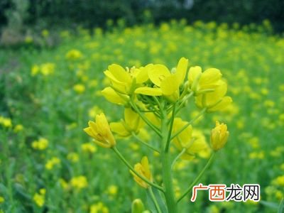 寒菜是什么呢,寒菜是什么菜？