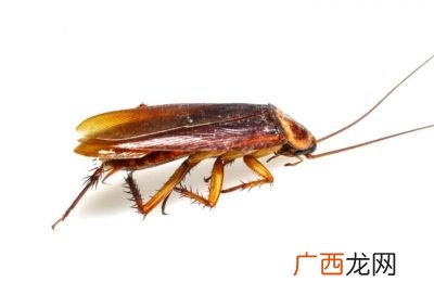 蟑螂的克星是什么,蟑螂最怕的克星是谁？