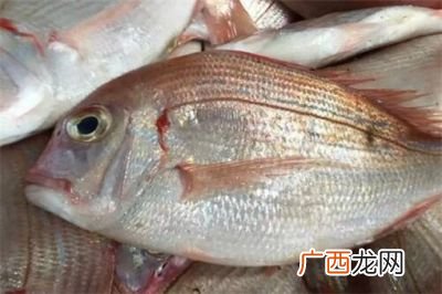 真鲷鱼怎么做好吃,鲷鱼和带鱼哪个好?
