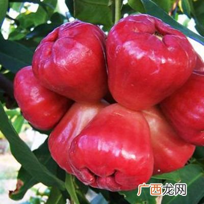 海南莲雾怎么吃,海南红宝石莲雾怎么吃？