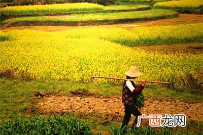简述农村农业农民的关系,农民和农业三者之间哪个好？