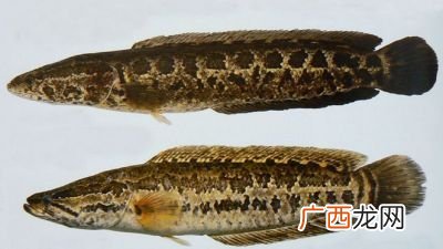 各位大神怎么区别乌鳢和斑鳢,斑鱼是什么鱼？