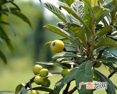 枇杷树作用,枇杷的功效和作用，孕妇可以吃枇杷吗？