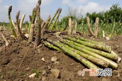 芦笋怎么种植,芦笋是怎样芦笋种植中能用生长素吗栽培的？