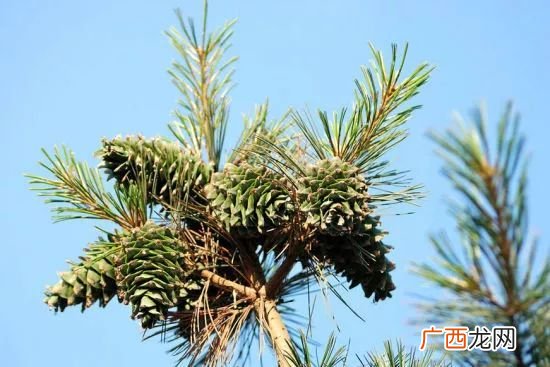 适合东北生长的名贵树种,东北十大树？
