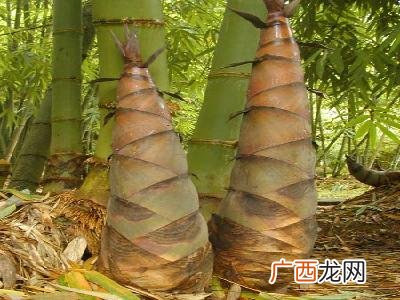 竹笋种类,麻竹笋与油竹笋哪个好吃？
