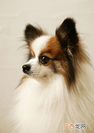 世界名狗有哪些,10大名犬？