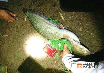 如何钓鲶鱼钓鱼技巧,钓鱼钓到鲶鱼有什么说法？