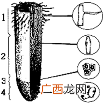 根尖的结构从上到下依次是什么,植物根尖的结构？